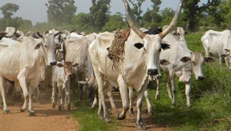 Cattle traders attacked, 200 cows stolen